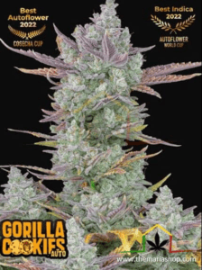 Gorilla Cookies Auto - Fast Buds / autoflowering seeds more THC
