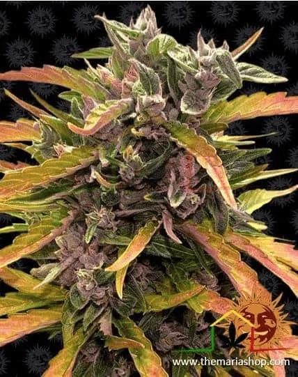 Gorilla Glue Auto - Barney's Farm