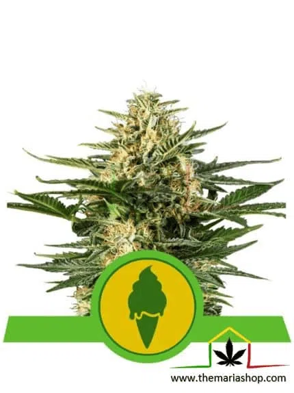 Green Gelato Auto - Royal Queen Seeds / semillas autoflorecientes con más THC