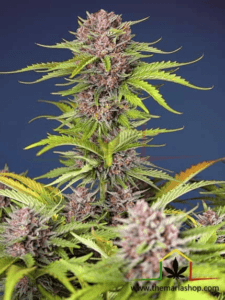 Mimosa Bruce Banner XL Auto - Sweet Seeds / autoflowering seeds more THC