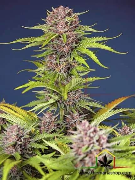Mimosa Bruce Banner XL Auto - Sweet Seeds / semillas autoflorecientes con más THC