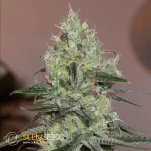 Original Amnesia - Silent Seeds