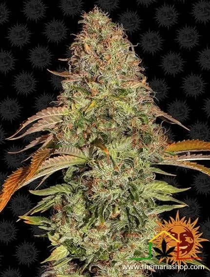 Zkittlez OG Auto - Barney's Farm