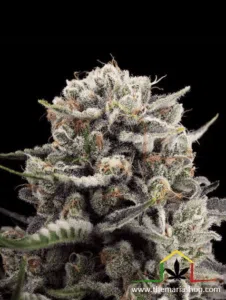 B-45 - Silent Seeds