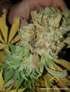 Botrytis in bud