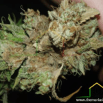 Botrytis or grey mould on buds