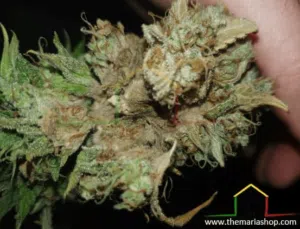 Botrytis or grey mould on buds