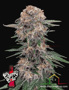Cherry Cola Auto - Fast Buds / autoflowering seeds more THC