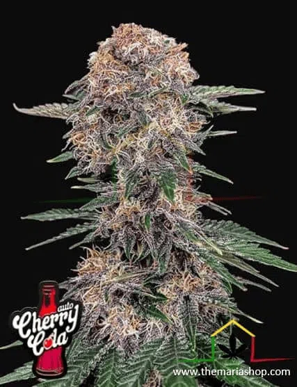 Cherry Cola Auto - Fast Buds / semillas autoflorecientes con más THC