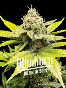 Chiquita Banana - Blimburn Seeds / Cannabis strains more THC