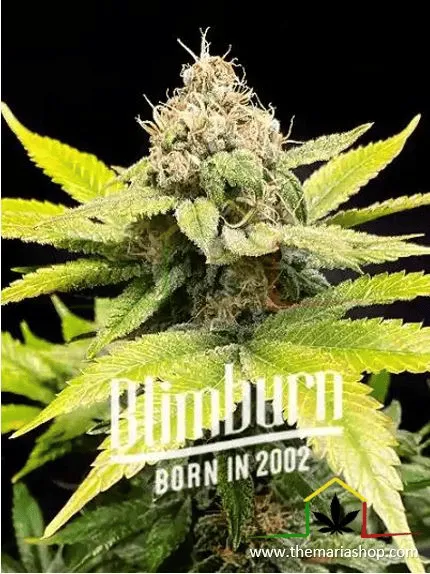 Chiquita Banana - Blimburn Seeds