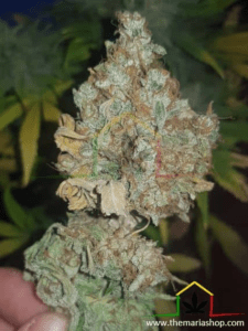 Bud with advanced botrytis cut off