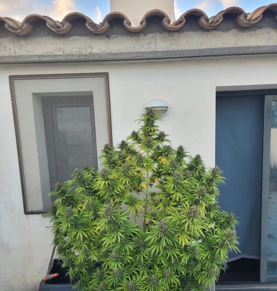 cogollos grandes-exterior