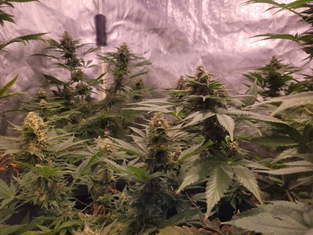 cultivo interior cogollos grandes