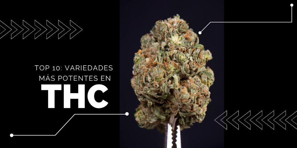 Top 10: variedades de marihuana con más THC