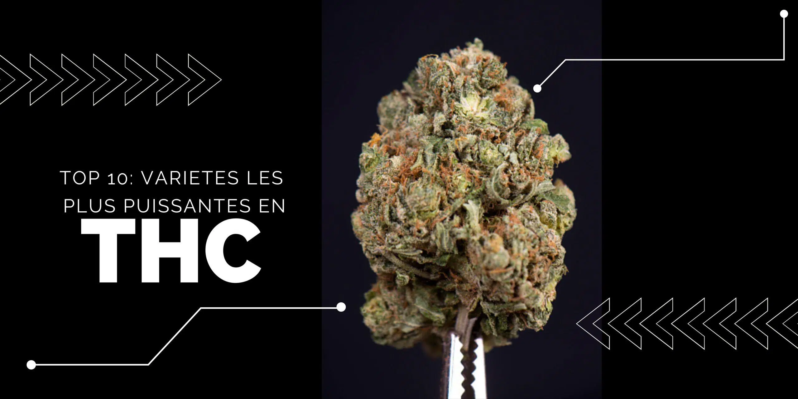 Les Variétés les plus fortes en THC