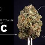 Top 10 : Marijuana with more THC