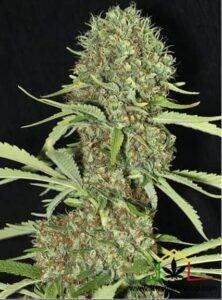 Jamaican dream - Eva Seeds