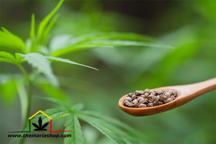 Comprar semillas de marihuana: ¿qué debes tener en cuenta?
