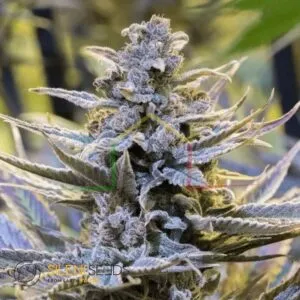 Cookielato - Silent Seeds