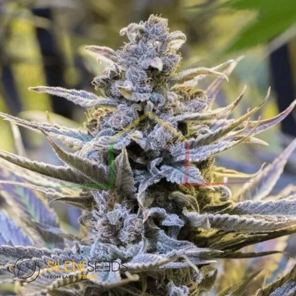 Cookielato - Silent Seeds