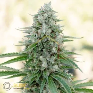 Critical Mango - Silent Seeds