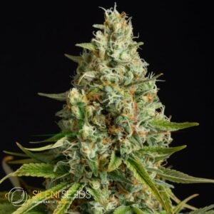 Amnesia Lemon - Silent Seeds