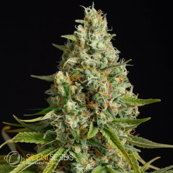 Amnesia Lemon - Silent Seeds