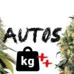 Autoflorecientes más productivas