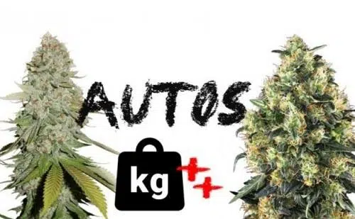 Graine autofloraison gros rendement