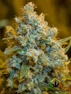 Critical Jack by Silent Seeds