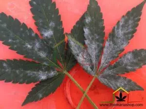 Hojas de cannabis con oídio