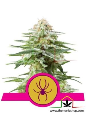 White Widow by Royal Queen Seeds