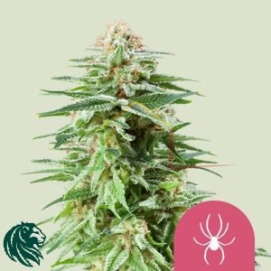 White Widow - Royal Queen Seeds