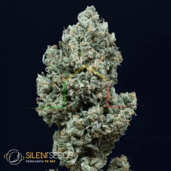 Critical+ 2.0 Auto - Silent Seeds