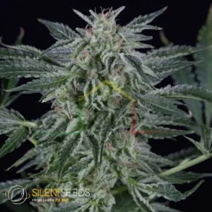 Critical Jack Auto - Silent Seeds