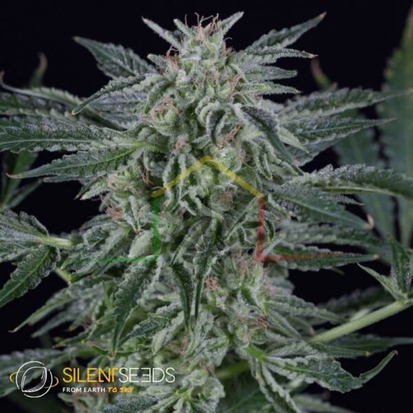 Critical Jack Auto - Silent Seeds