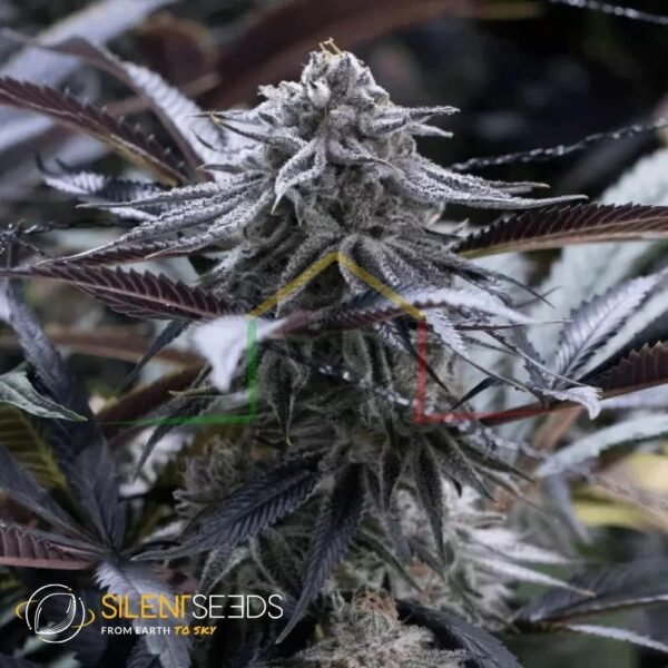 Grape Juice - Silent Seeds
