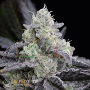 LA Vanilla Cake - Silent Seeds