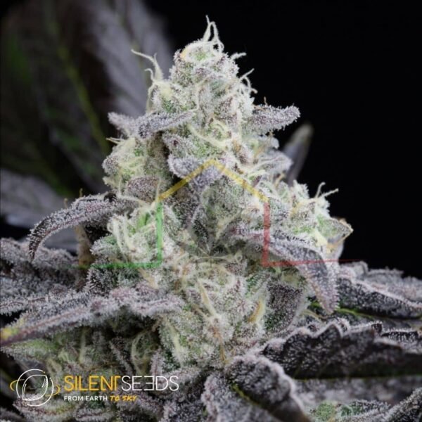 LA Vanilla Cake - Silent Seeds