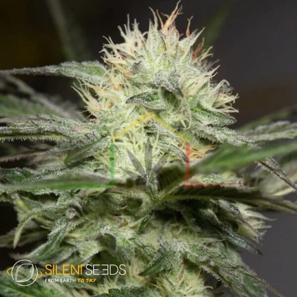 Lemon Sorbet - Silent Seeds