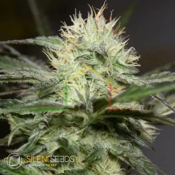 Lemon Sorbet - Silent Seeds