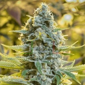 Moby Dick Auto - Silent Seeds