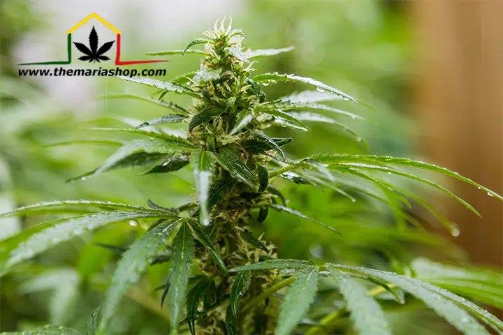 Potenciar y optimizar una plantación de cannabis con sistemas de iluminación