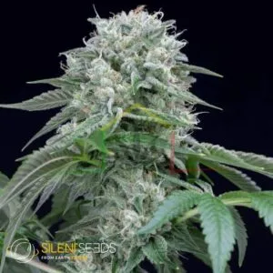 Starfire OG - Silent Seeds