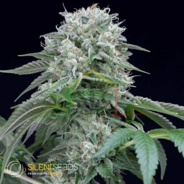 Starfire OG - Silent Seeds