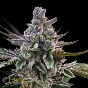 Açai Jelly by Sherbinskis - Silent Seeds