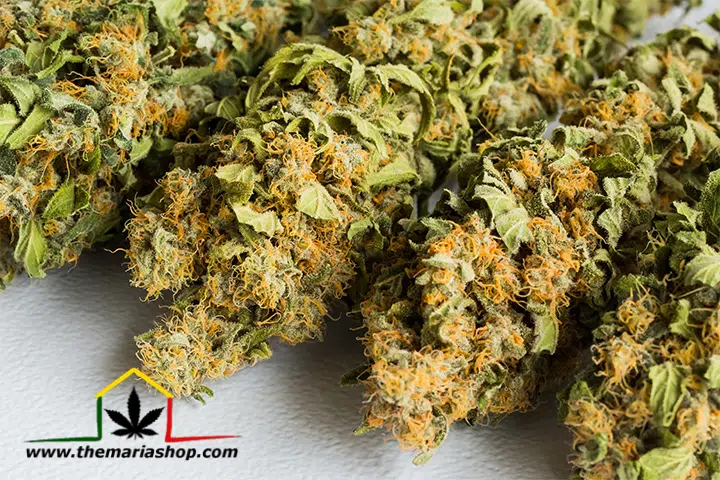 Banques de graines de cannabis En savoir plus sur 00 Seeds