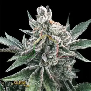 Polar Gelato Auto by Sherbinskis - Silent Seeds