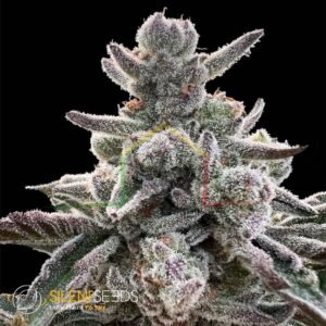 Polar Gelato by Sherbinskis - Silent Seeds